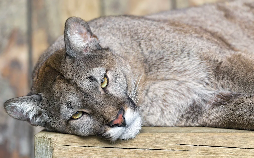 Grey Puma cat