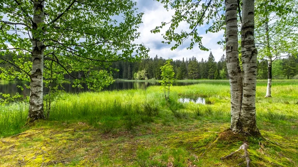 Pushgory birch trees