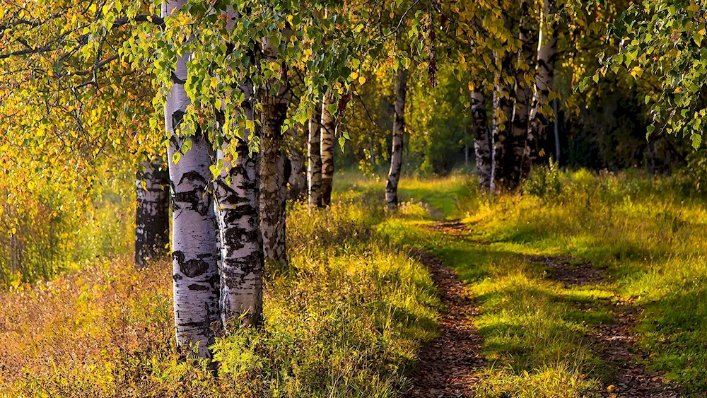 Pushgory birch trees