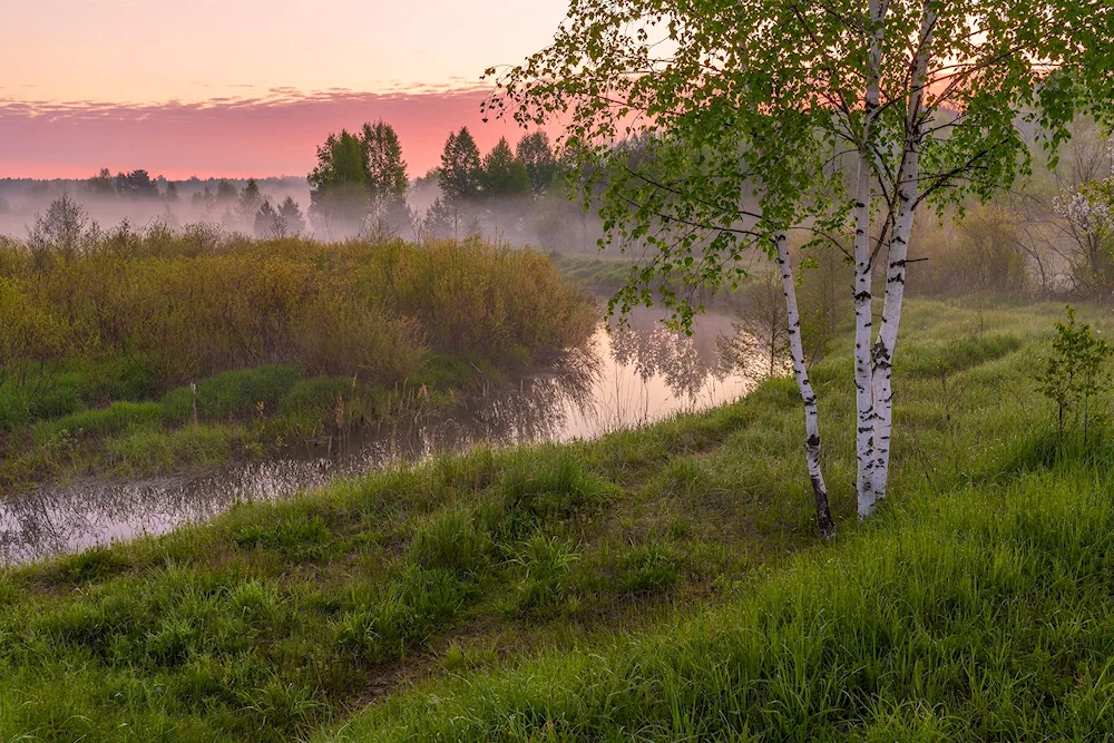Birch in Udmurtia