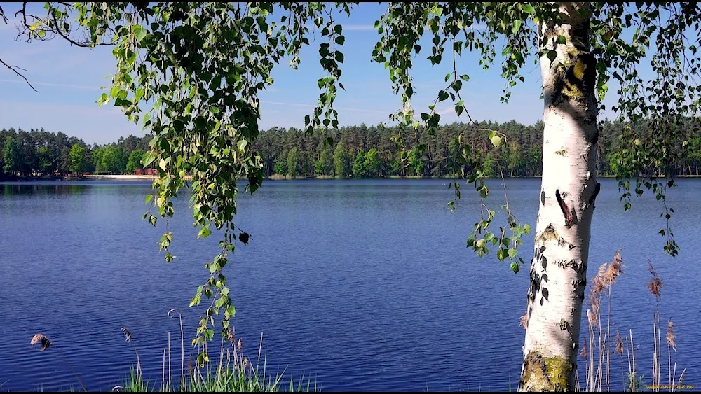 Birch grove Sergiev Posad