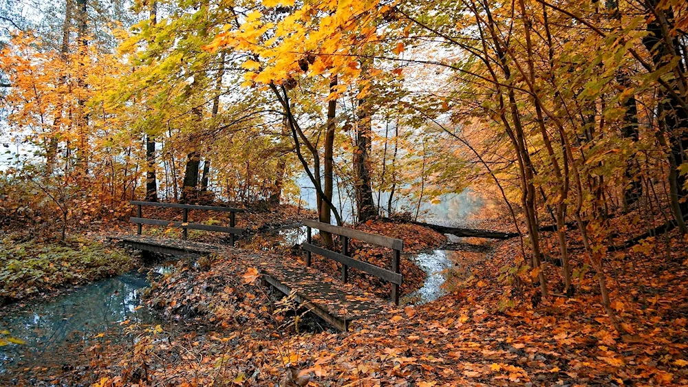 Autumn landscape