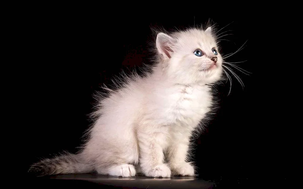 Persian Siberian longhair cat