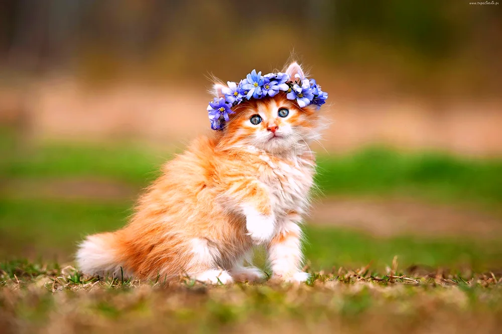 Fluffy cat