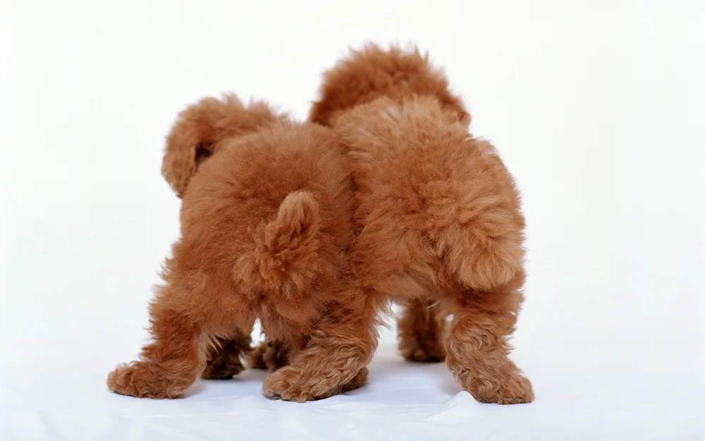 Pomeranian Spitz Boo