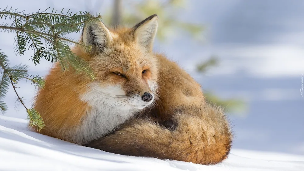 Fox in the snow