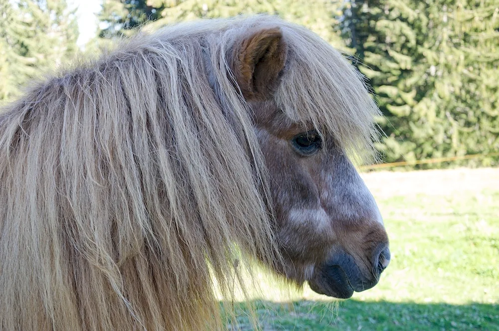 European miniature horse