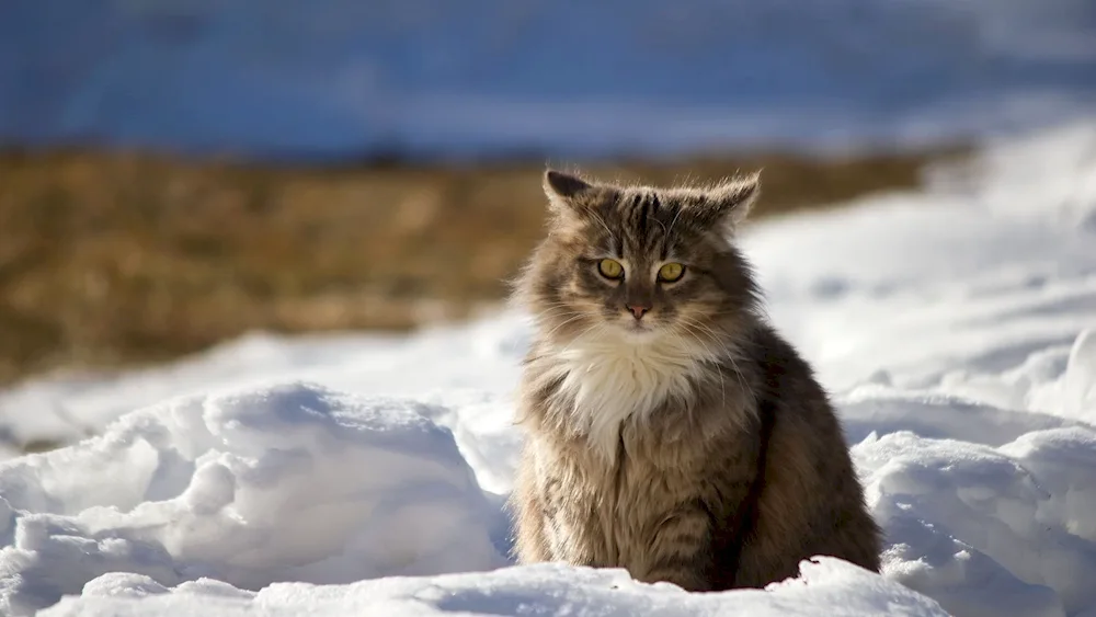 Furry winter cat