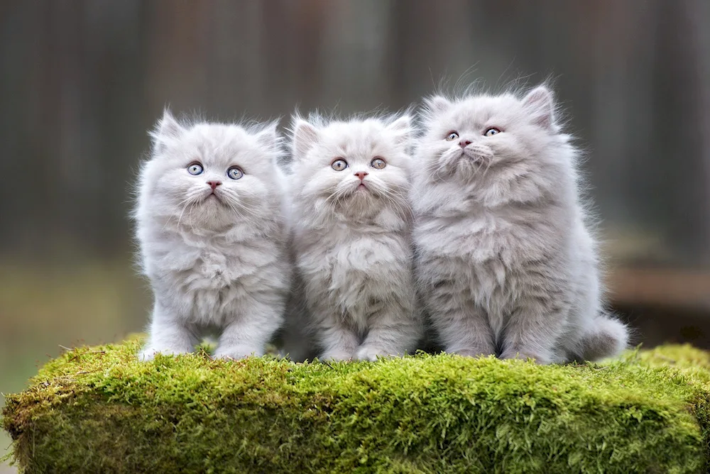 Beautiful kittens