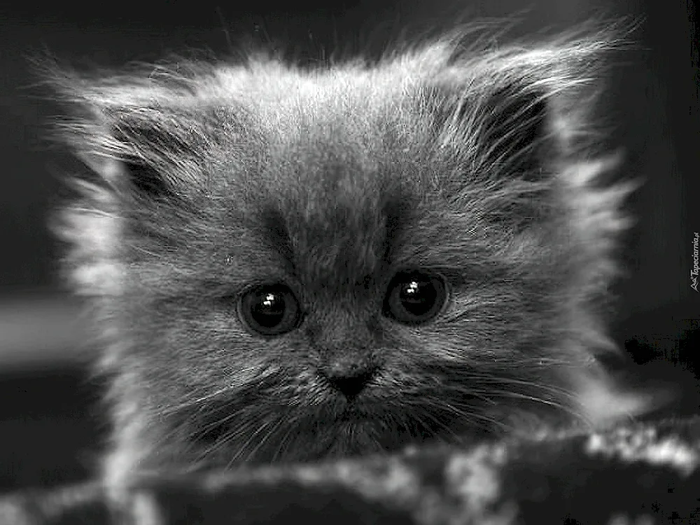 Black and white kittens