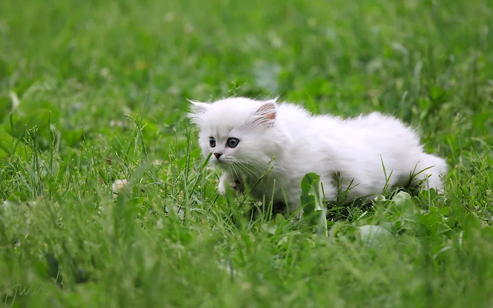 Fluffy kittens