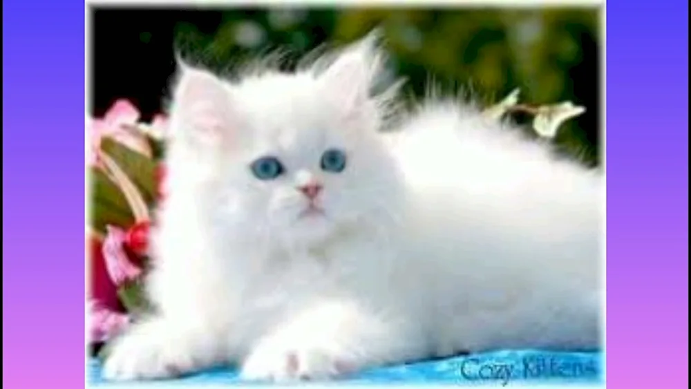 White kitten