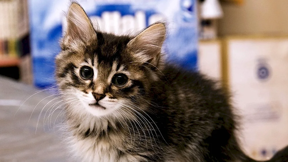 Siberian cat white