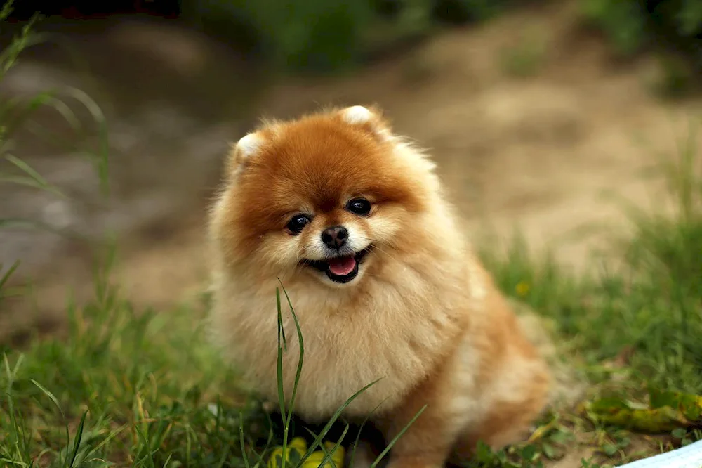 Pomeranian Spitz White