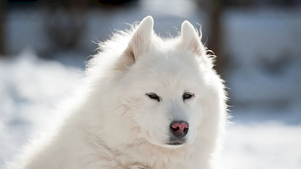 Samoyed dog