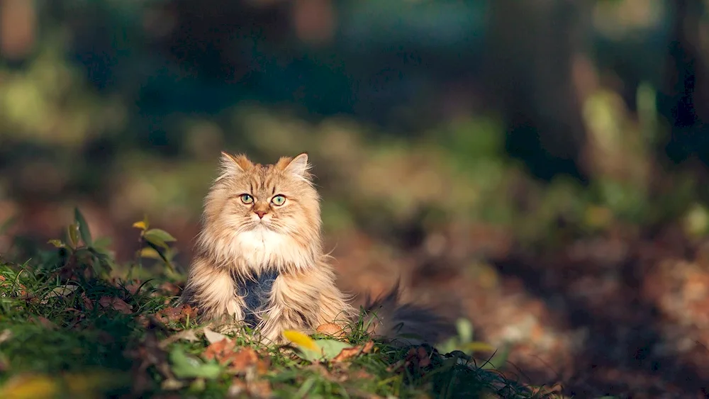 Furry Cat