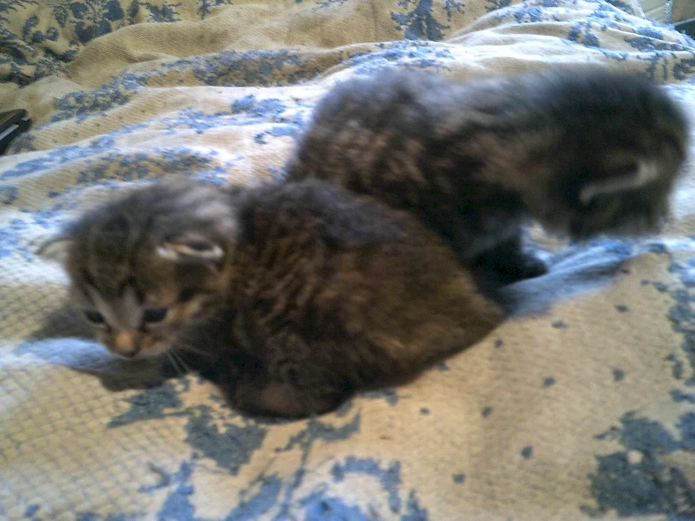 Furry kitten 3 weeks old