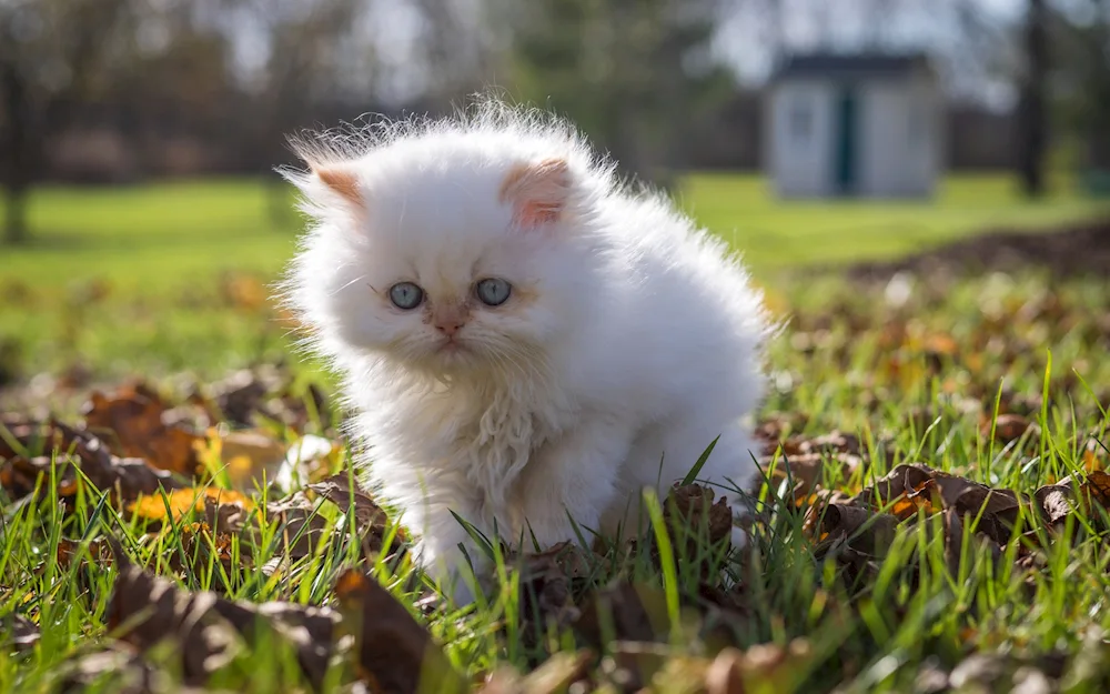 Persian white cat