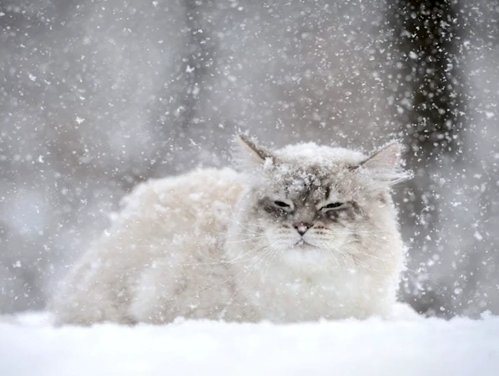 Fluffy snow.