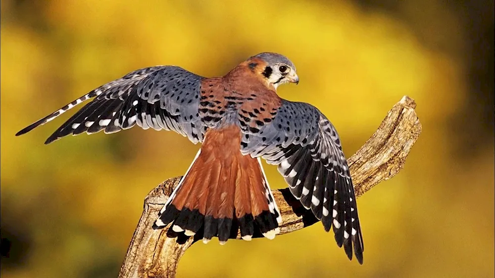 Kestrel Kestrel
