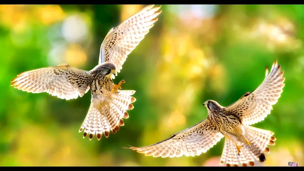 Korshun and hawk in the sky
