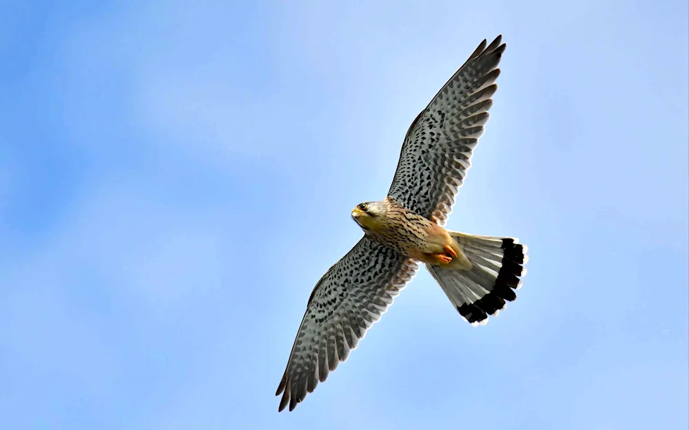 Kestrel sparrow kestrel