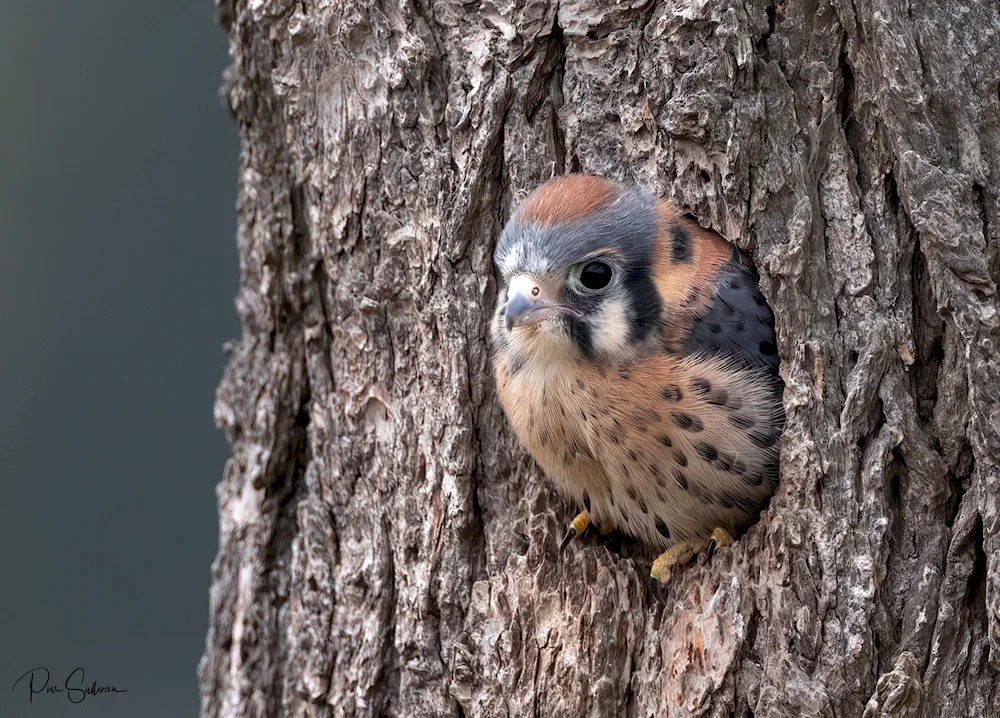 Kestrel chick