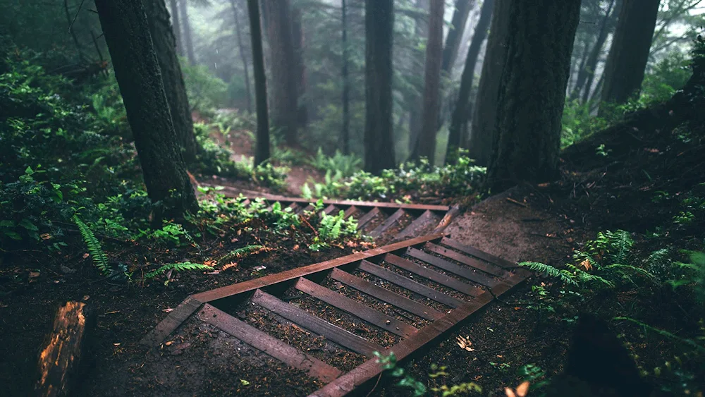E empty forest