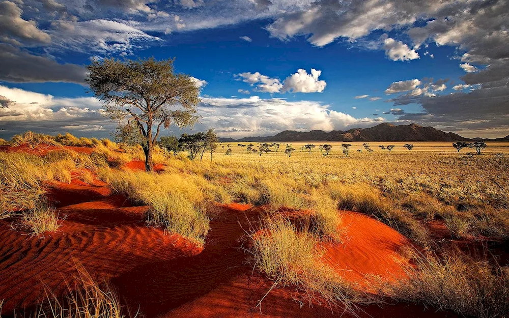 Namib Desert South Africa