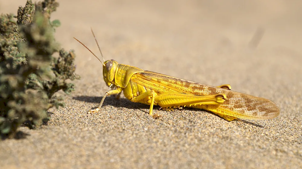 Grasshopper