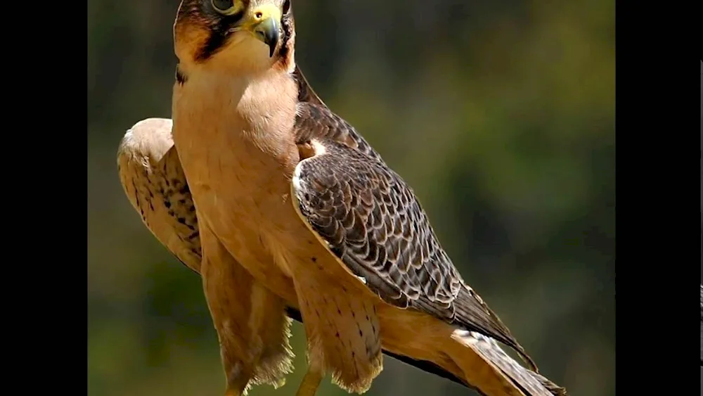 Peregrine Falcon bird