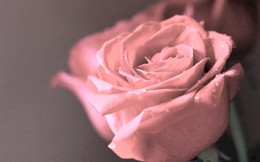 Dusty rose