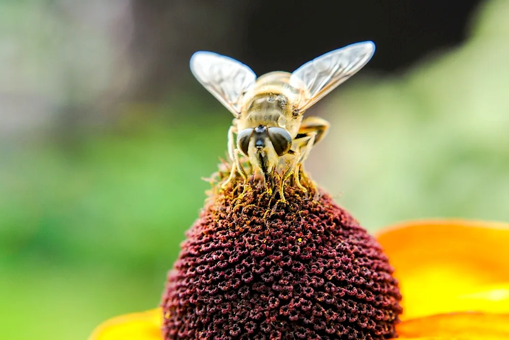 Pollen and nectar