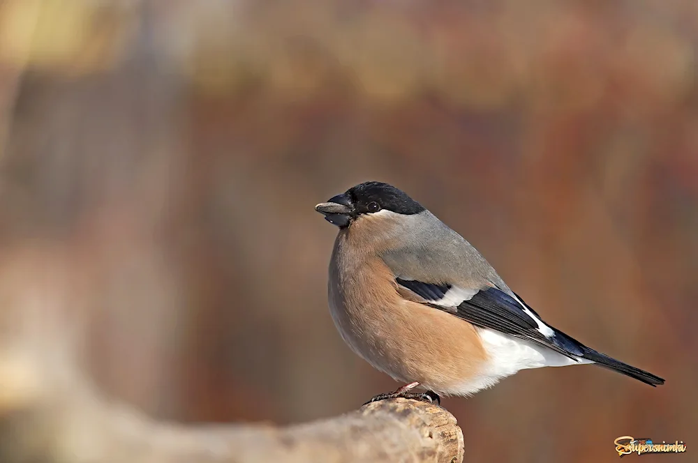 Finch bird female