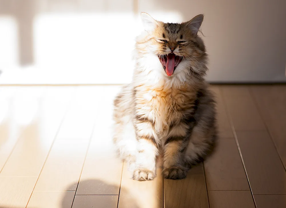 Happy cat