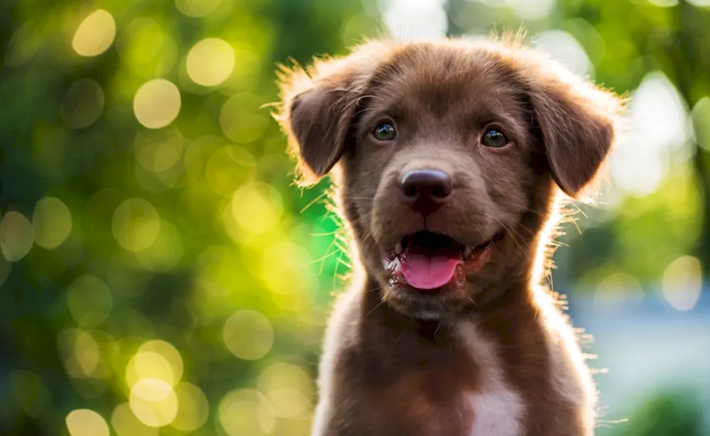 Rabrador retriever red