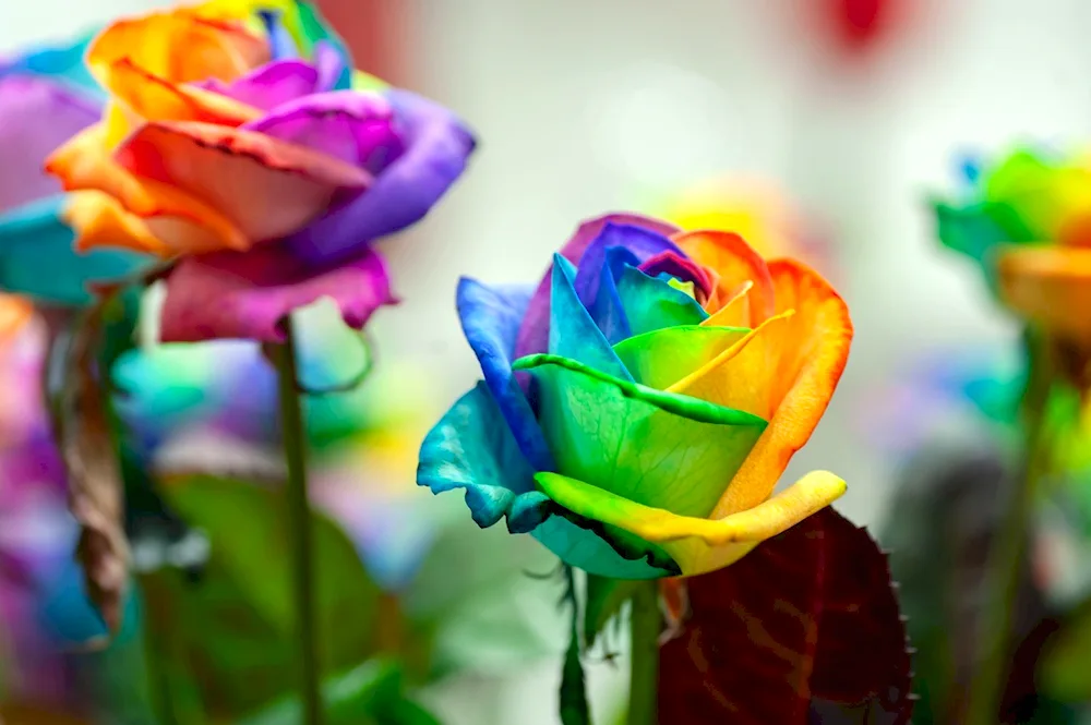 Rainbow rose