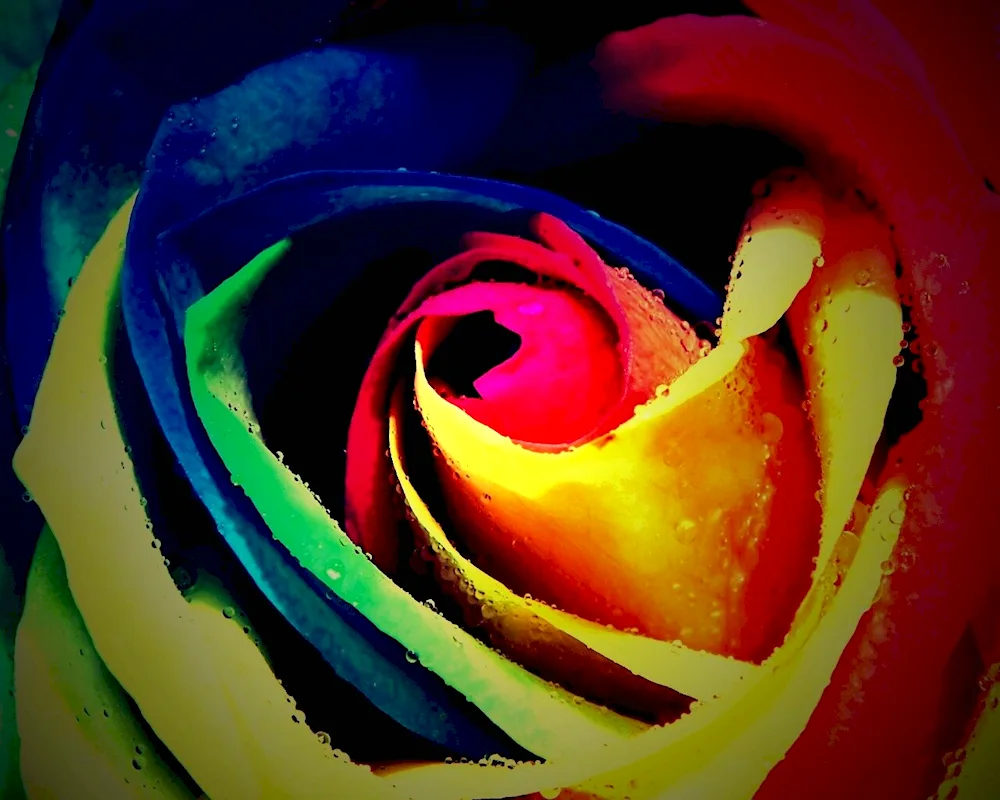 Rainbow essential oil rose