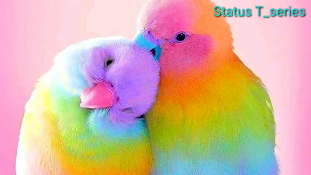 Rainbow friends