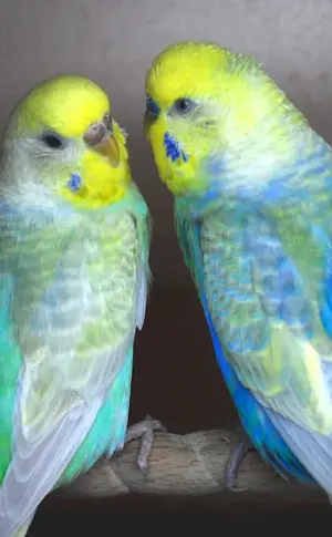 Rainbow Wavy Parrots