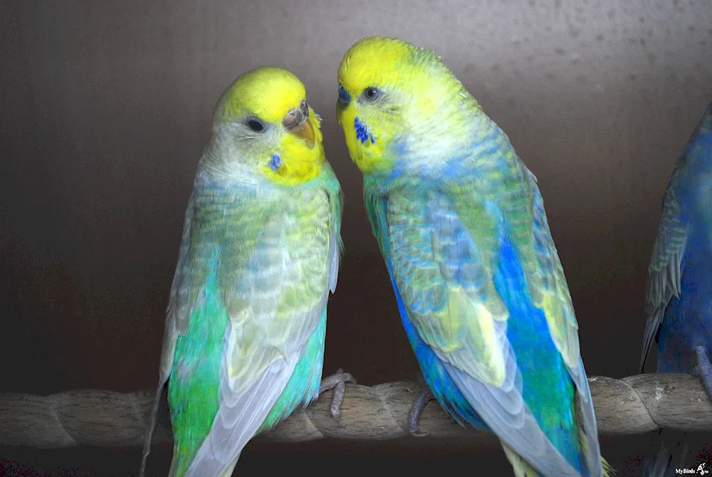 Rainbow Wavy Parrots