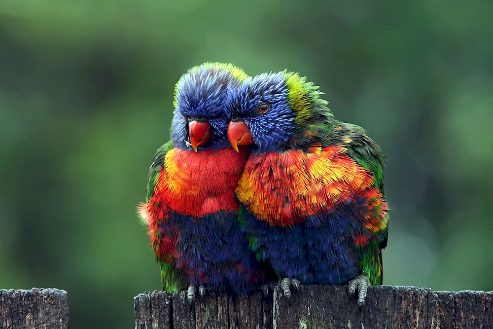 Loricet parrots