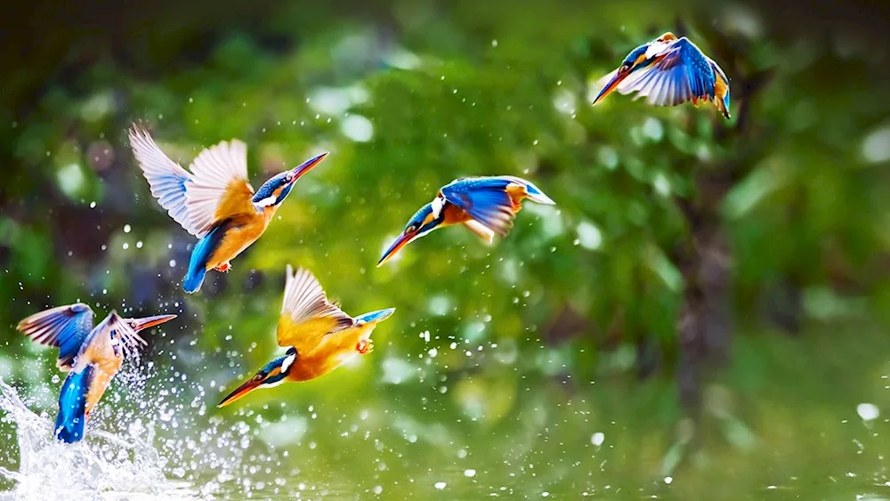 Creative wallpaper for desktop