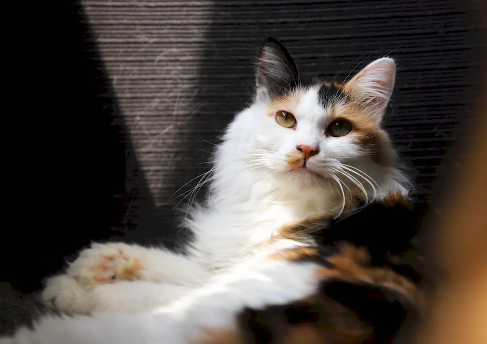 Calico breed