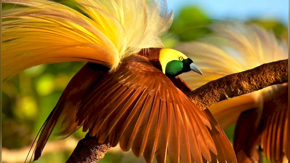 Gobi Bird of Paradise