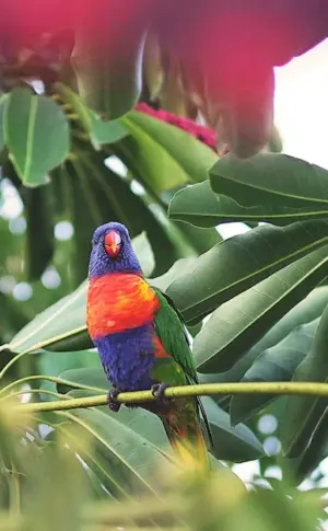 Paradise parrot