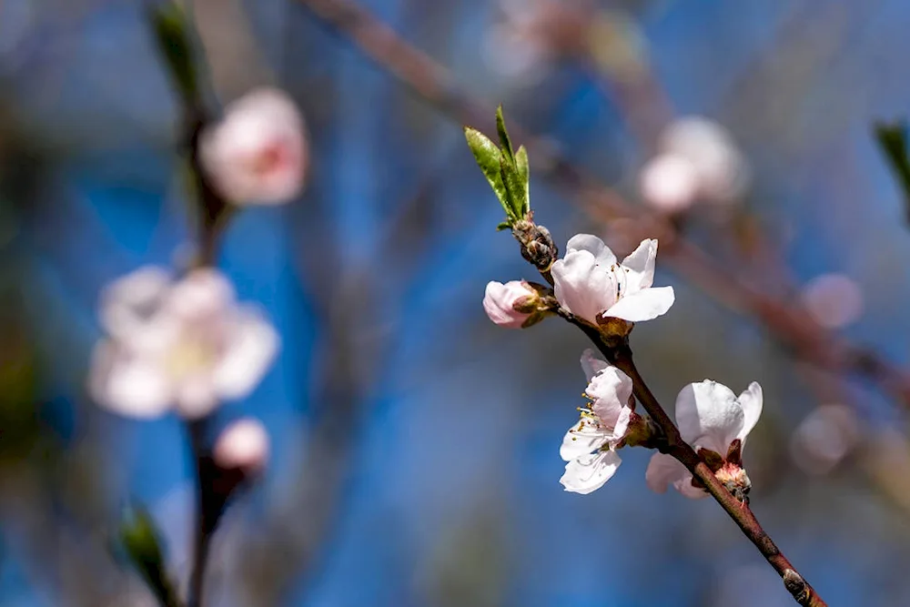 Early Spring