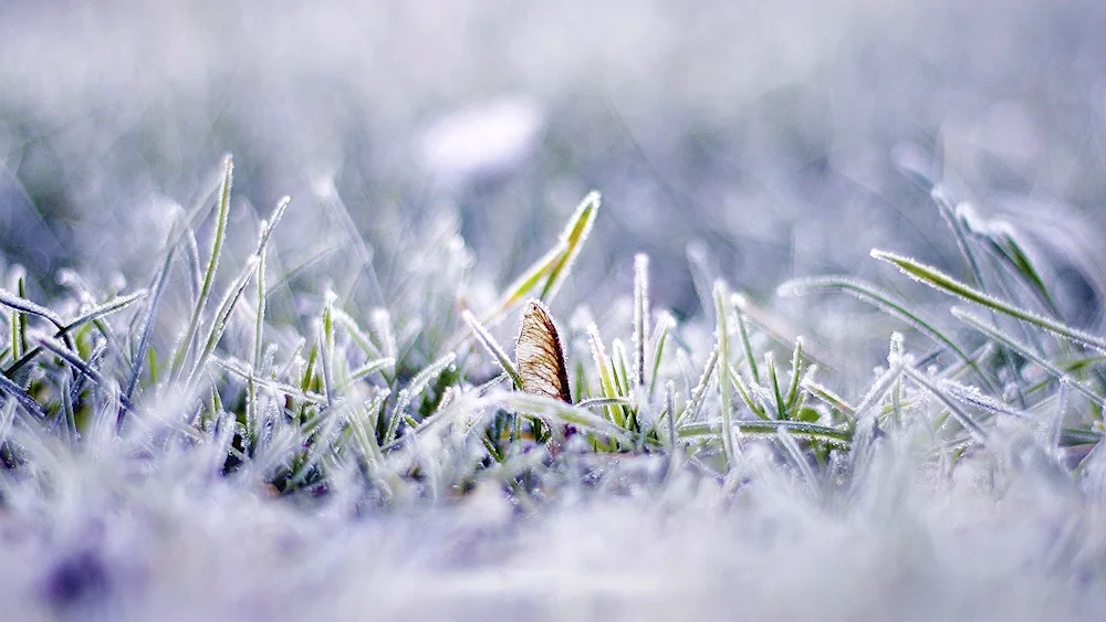 Spring white flower and snowdrops