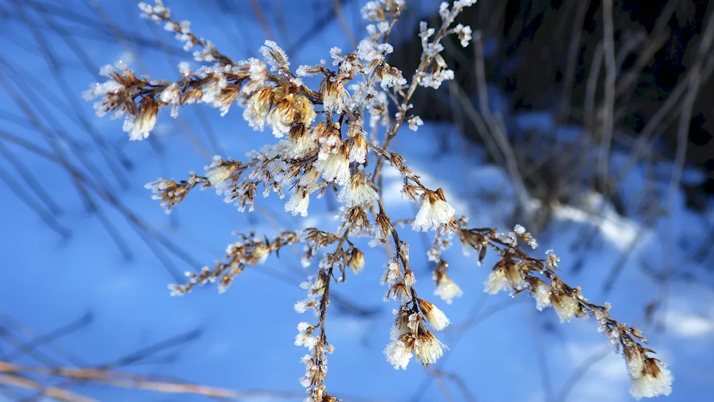 Early Spring