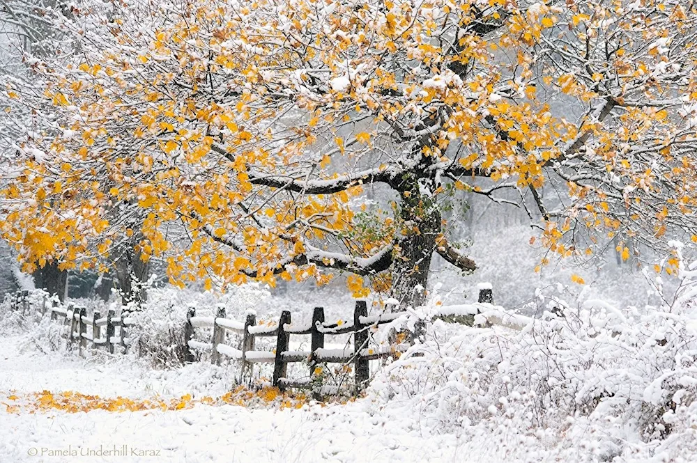 Early winter